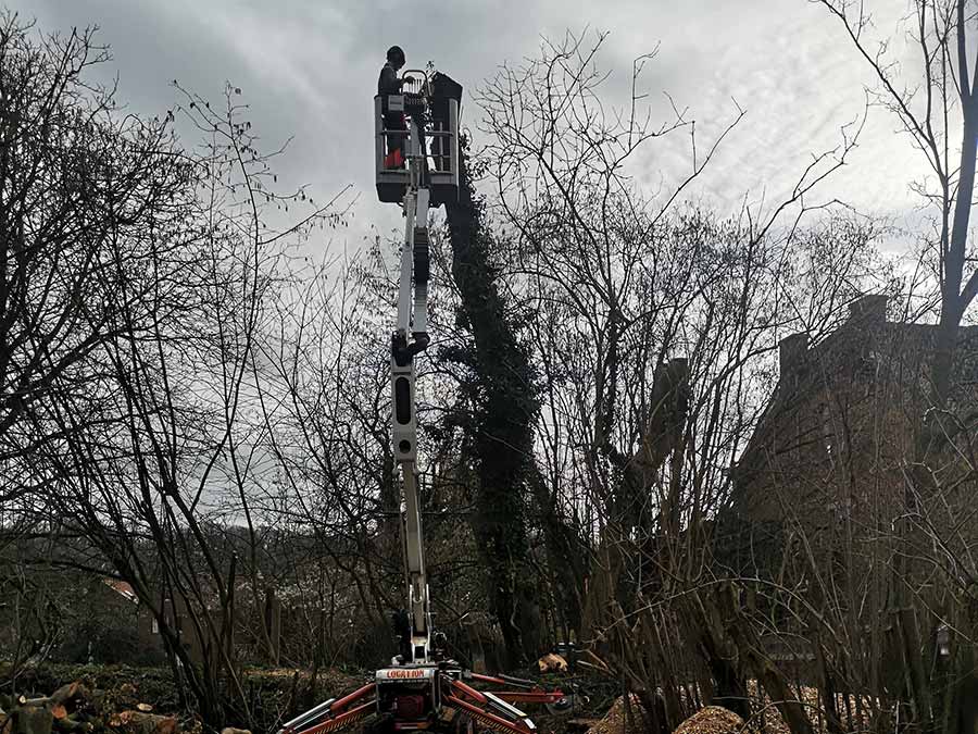 Démontage d'un arbre avec une nacelle sur chenilles