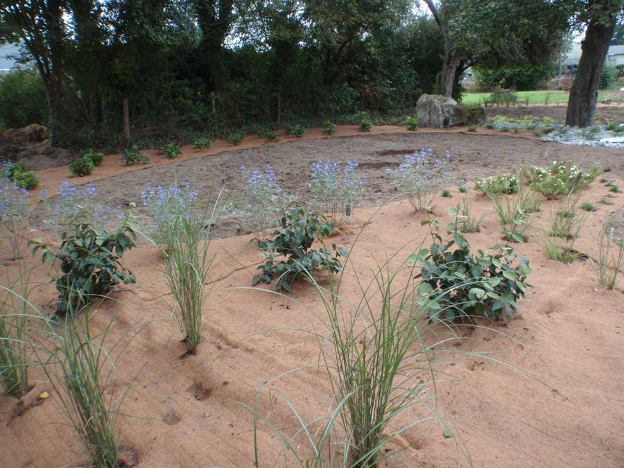 Plantation d'arbustes dans une bâche Cocomat